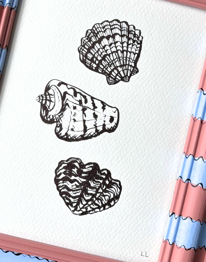 SEASHELL COLLECTION ORIGINAL INK ARTWORK IN HAND PAINTED FRAME